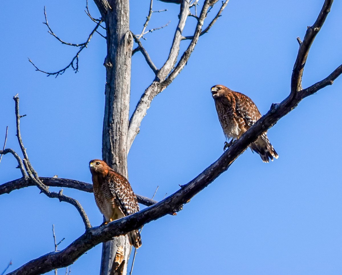 Red-shouldered Hawk - ML628980011
