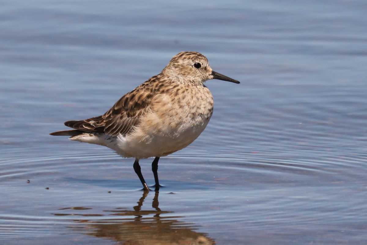 Baird's Sandpiper - ML628980022
