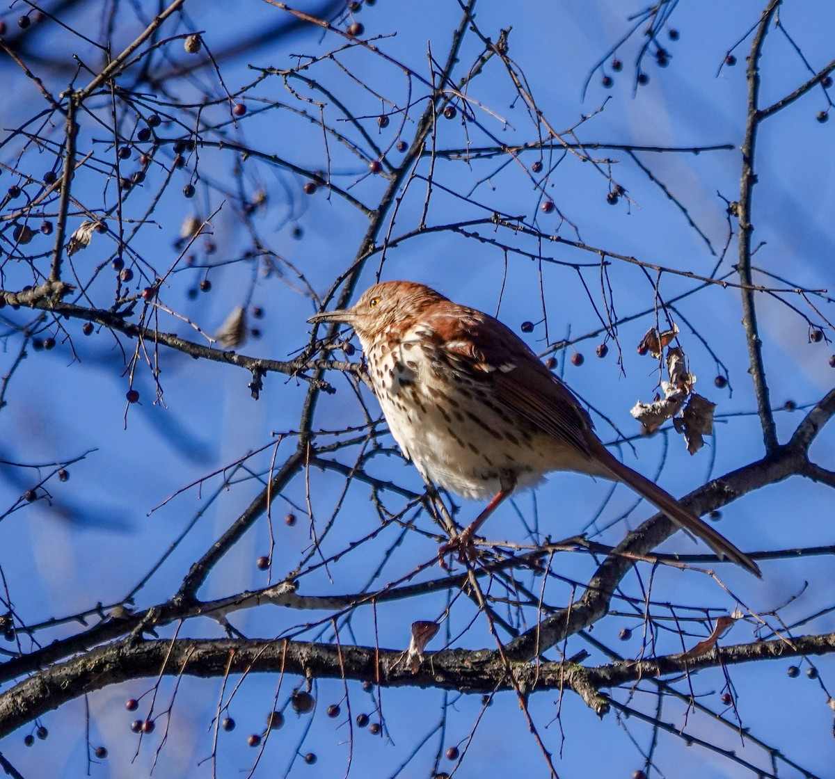 Brown Thrasher - ML628980024