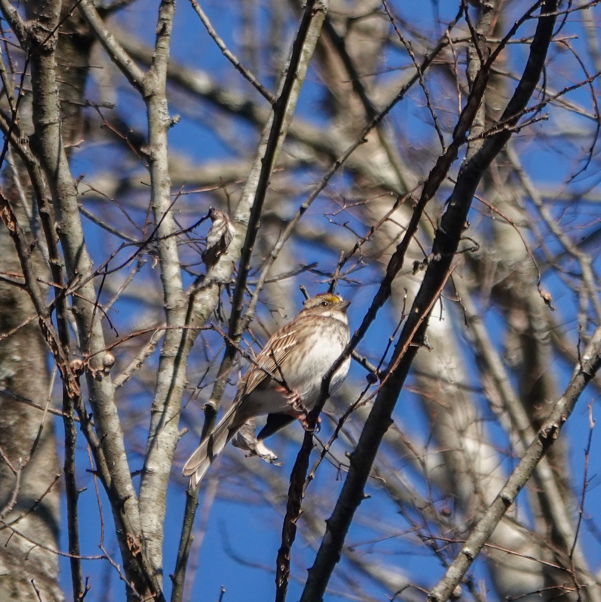 White-throated Sparrow - ML628980030