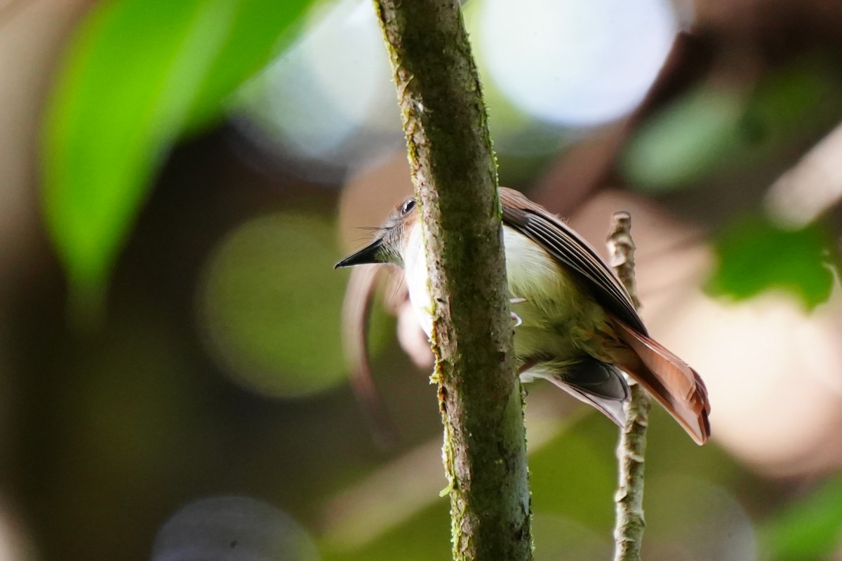 Philippine Jungle Flycatcher - ML628980194