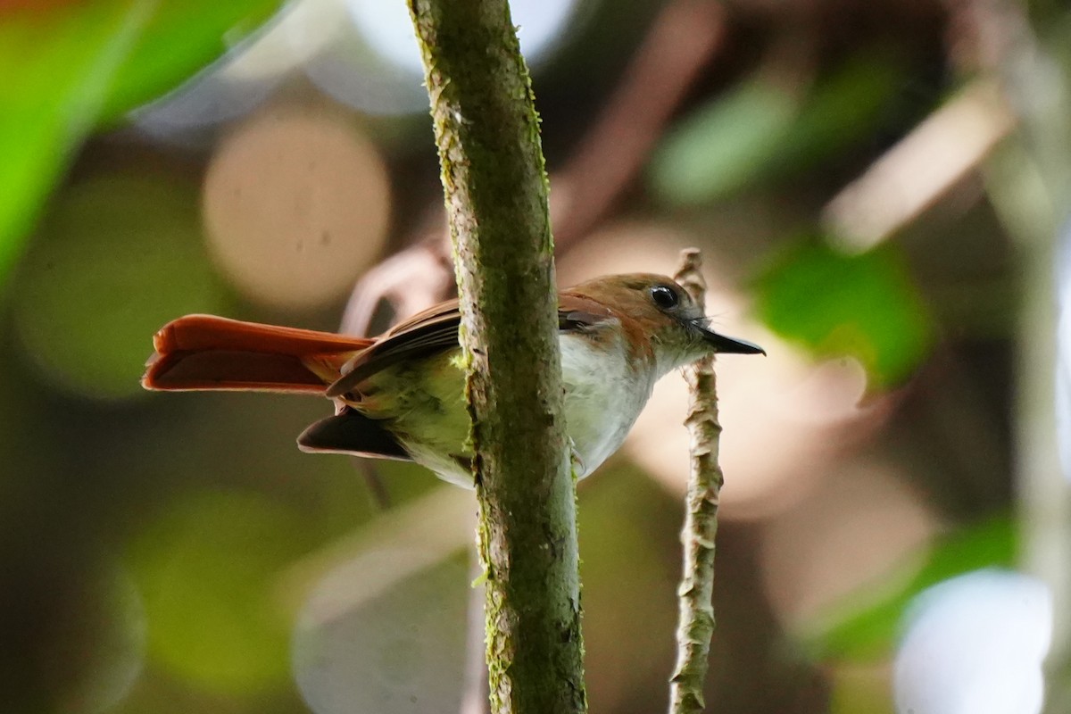 Philippine Jungle Flycatcher - ML628980195