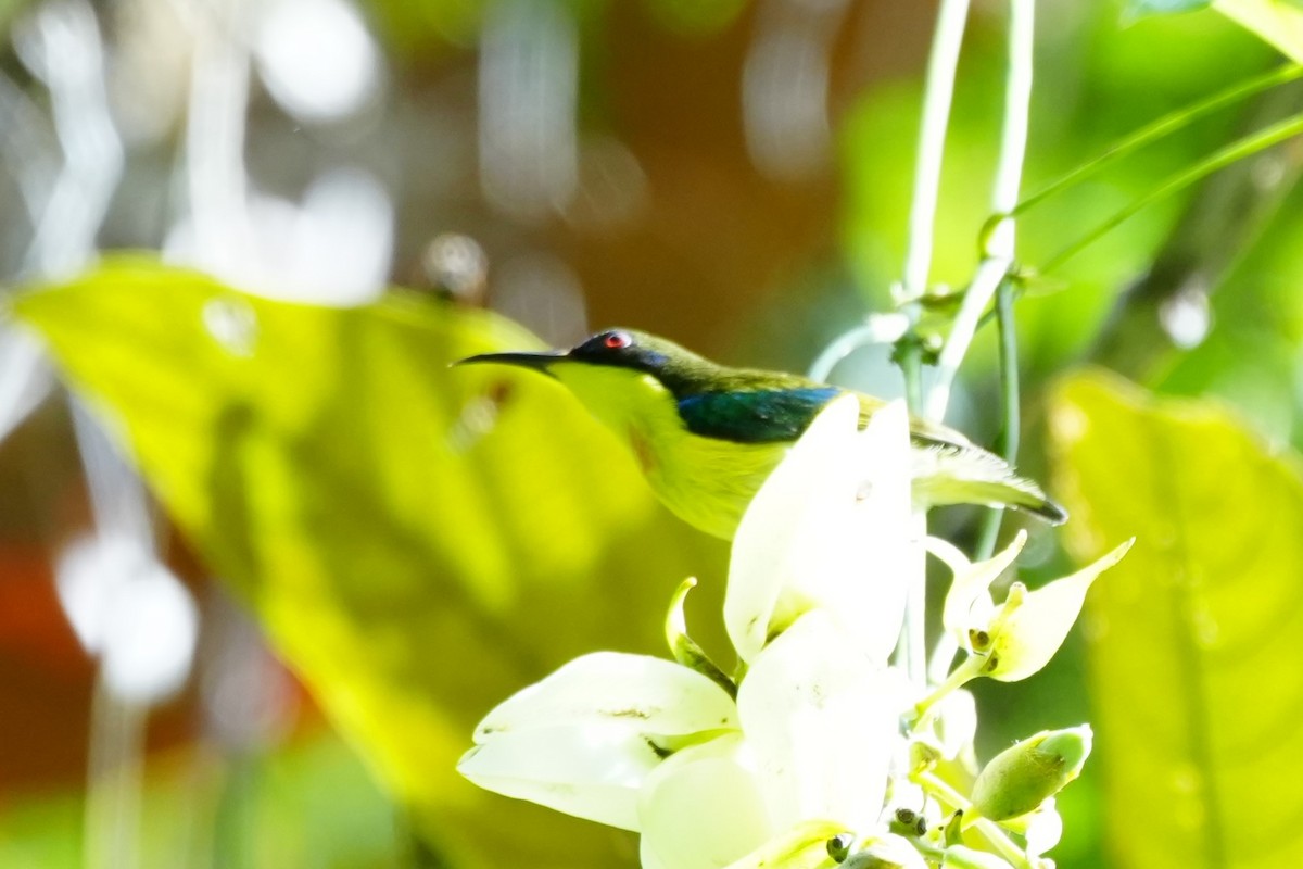 Metallic-winged Sunbird (Southern) - ML628980211