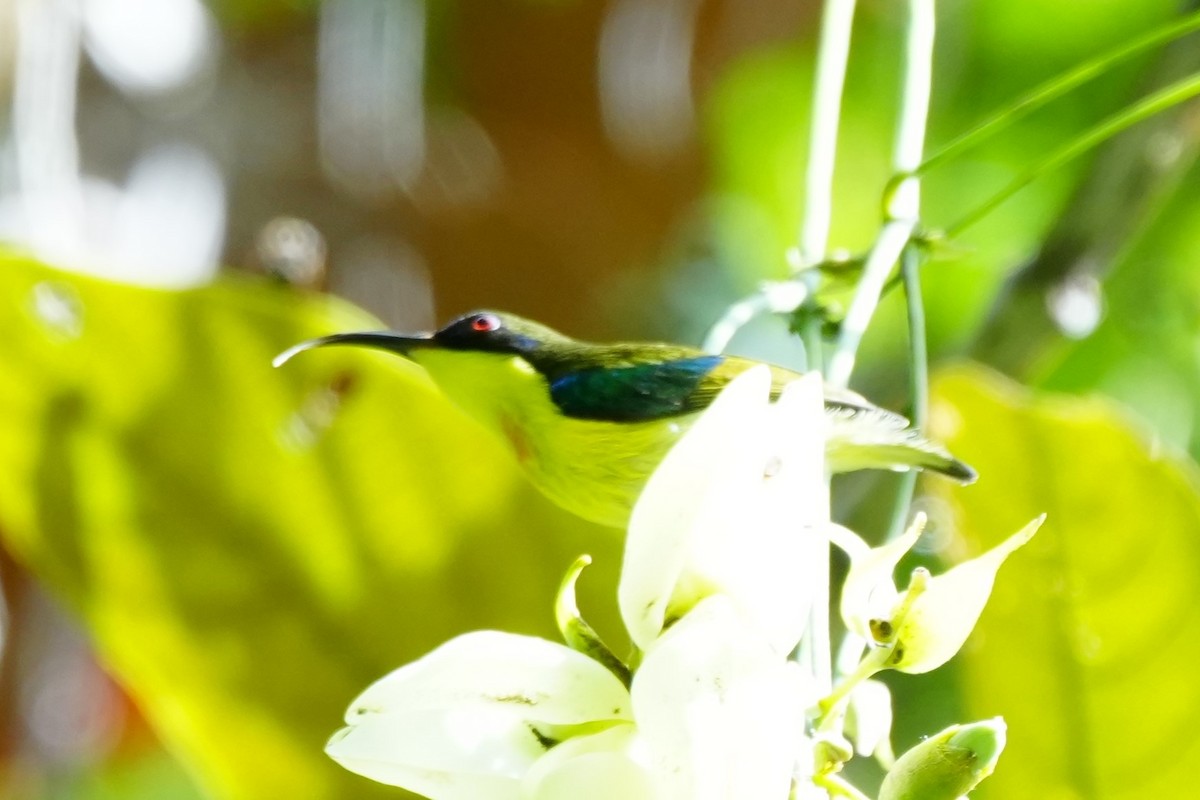 Metallic-winged Sunbird (Southern) - ML628980212