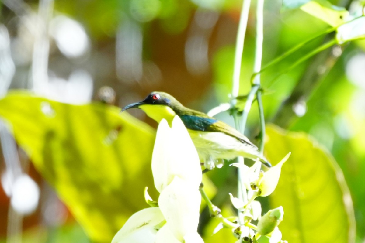 Metallic-winged Sunbird (Southern) - ML628980213