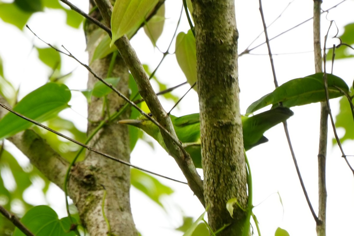 Philippine Leafbird - ML628980220