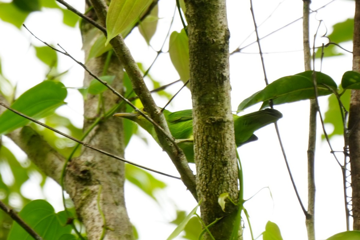 Philippine Leafbird - ML628980221