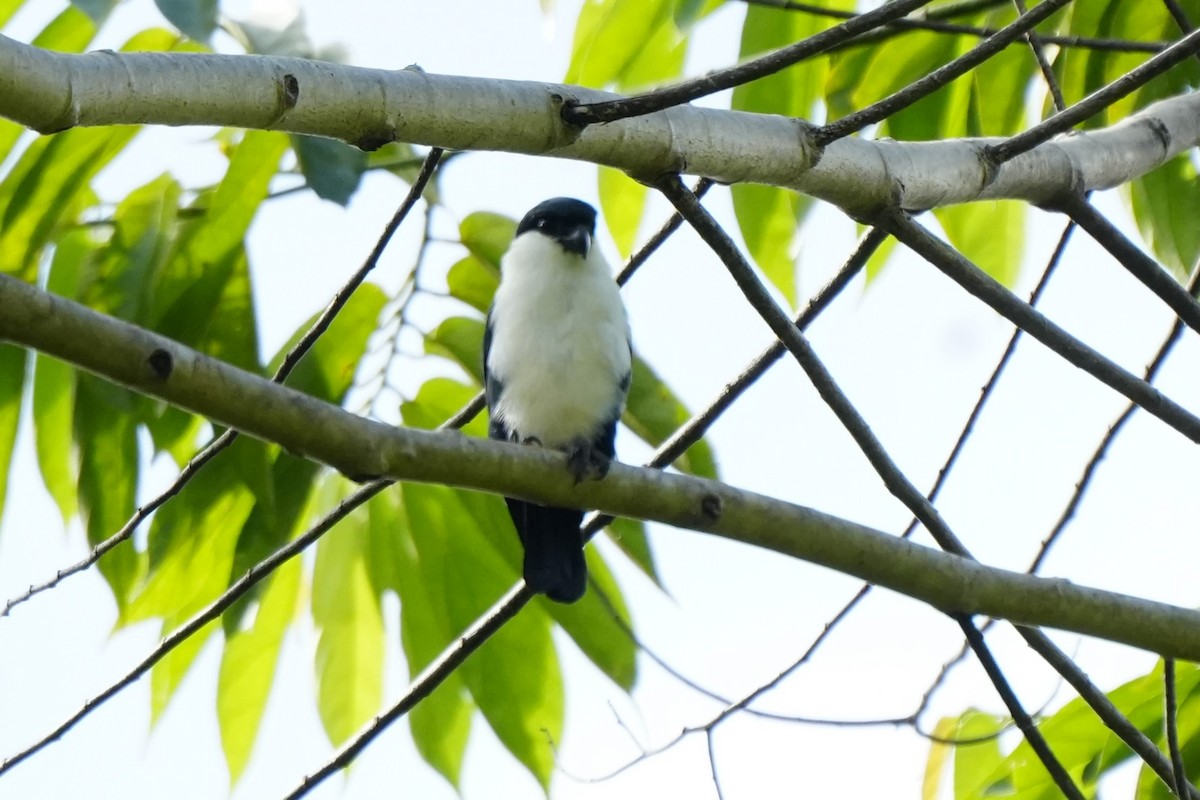 Philippine Falconet - ML628980483