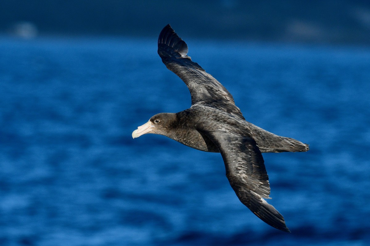 Southern Giant-Petrel - ML628980673