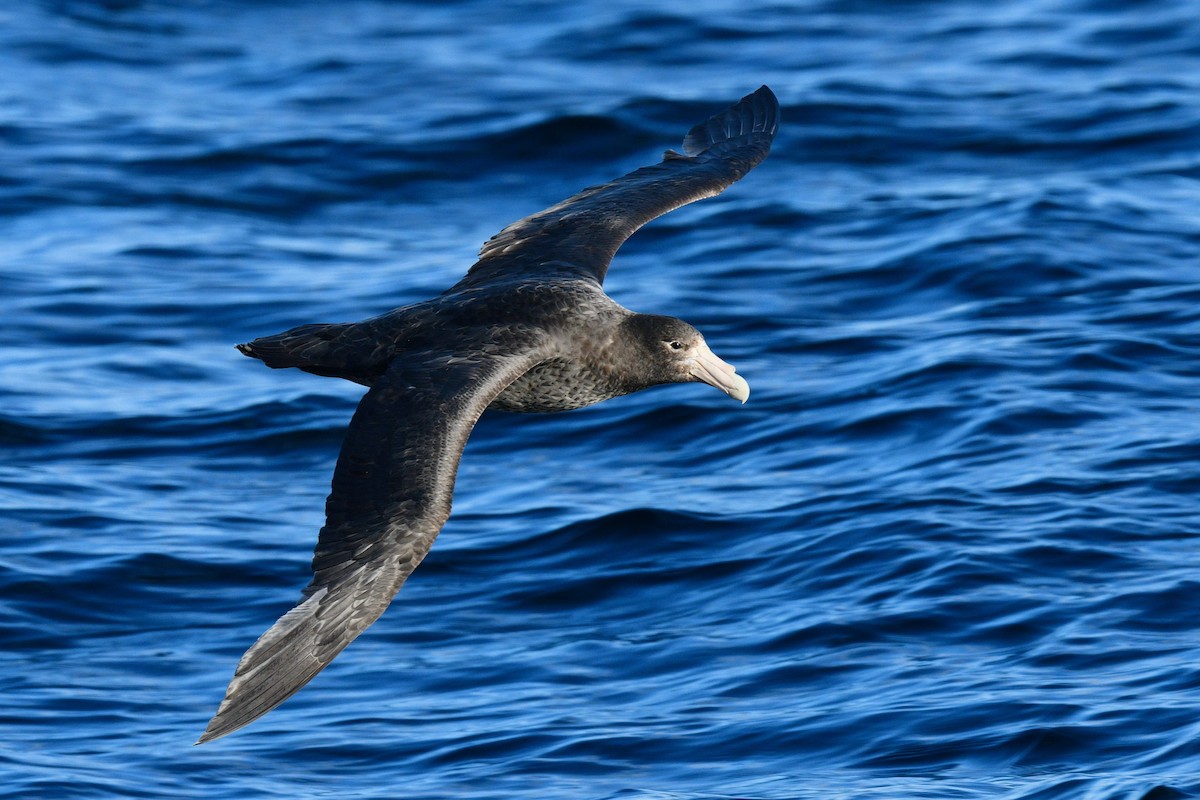 Southern Giant-Petrel - ML628980713