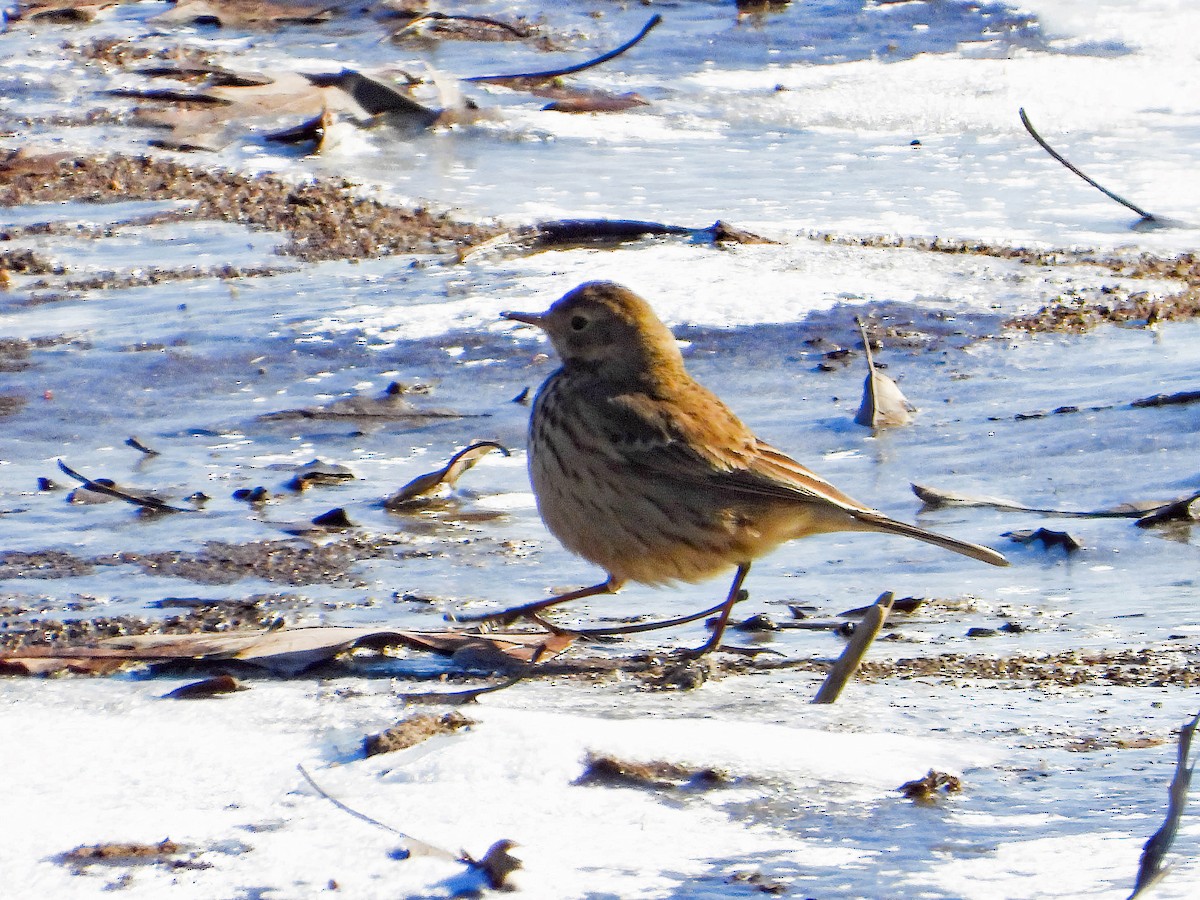 American Pipit - ML628980833