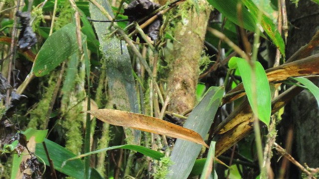 Parker's Antbird - ML628980858