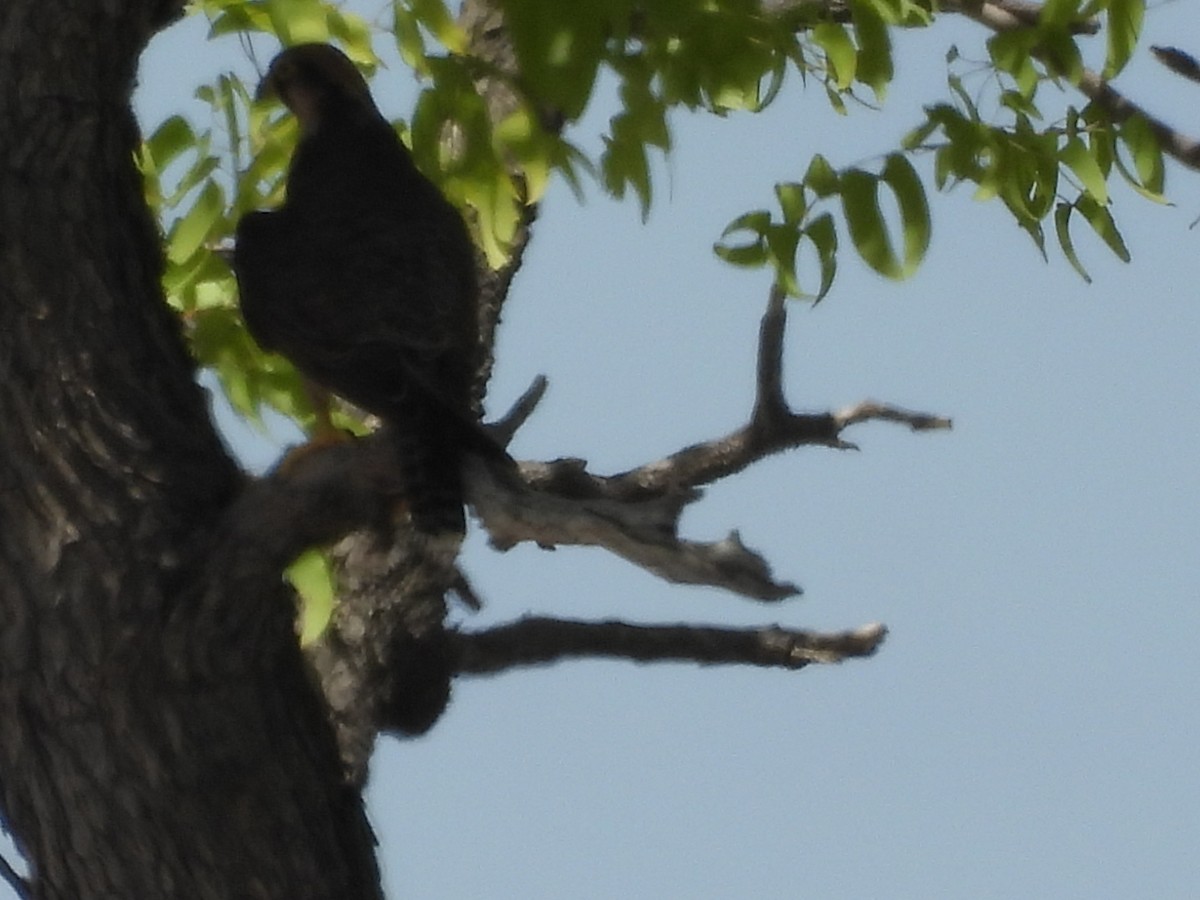 Lanner Falcon - ML628980884