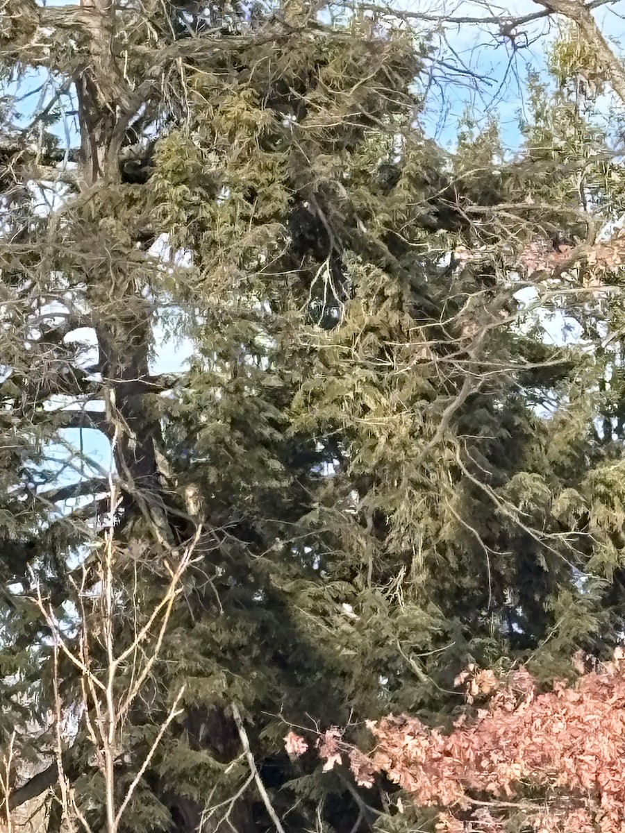 Great Horned Owl - ML628980886