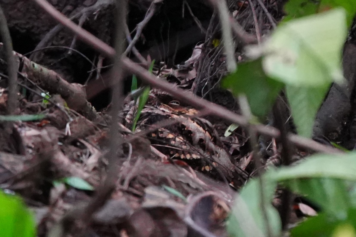 Philippine Nightjar - ML628980902