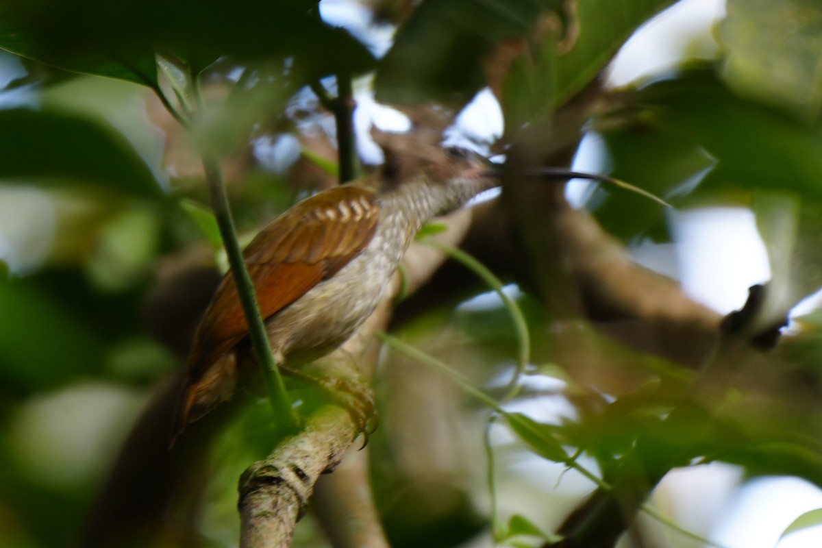 Naked-faced Spiderhunter - ML628980928