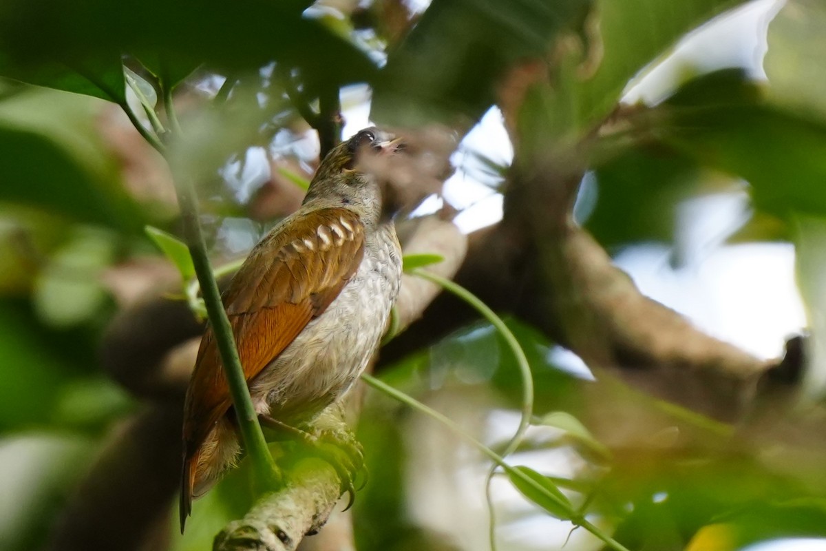 Naked-faced Spiderhunter - ML628980929