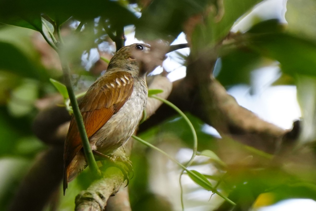 Naked-faced Spiderhunter - ML628980930