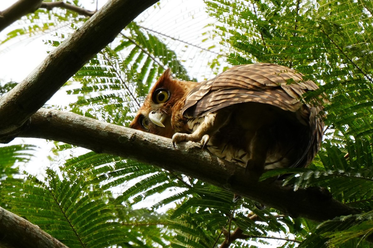 Philippine Eagle-Owl - ML628980958