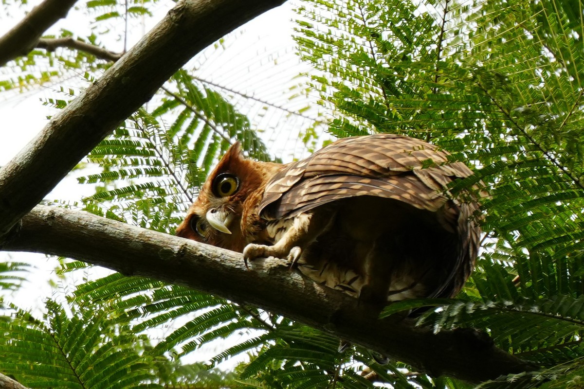 Philippine Eagle-Owl - ML628980959