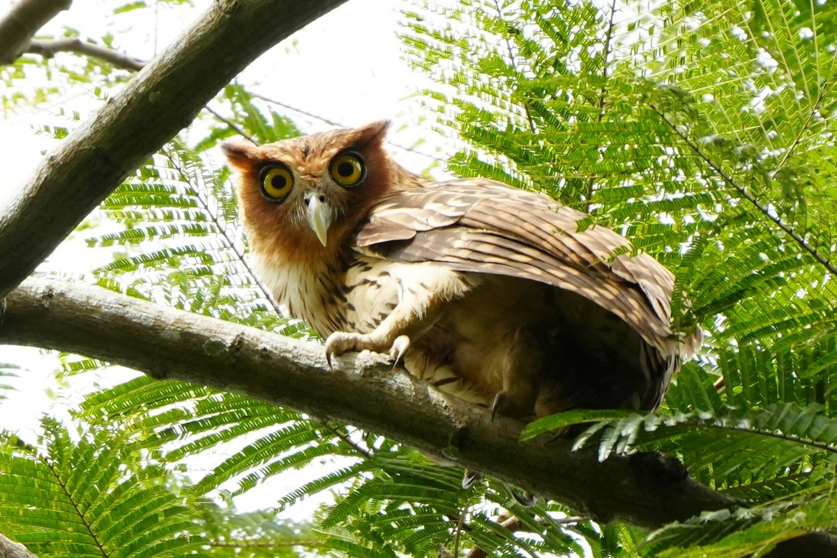 Philippine Eagle-Owl - ML628980960