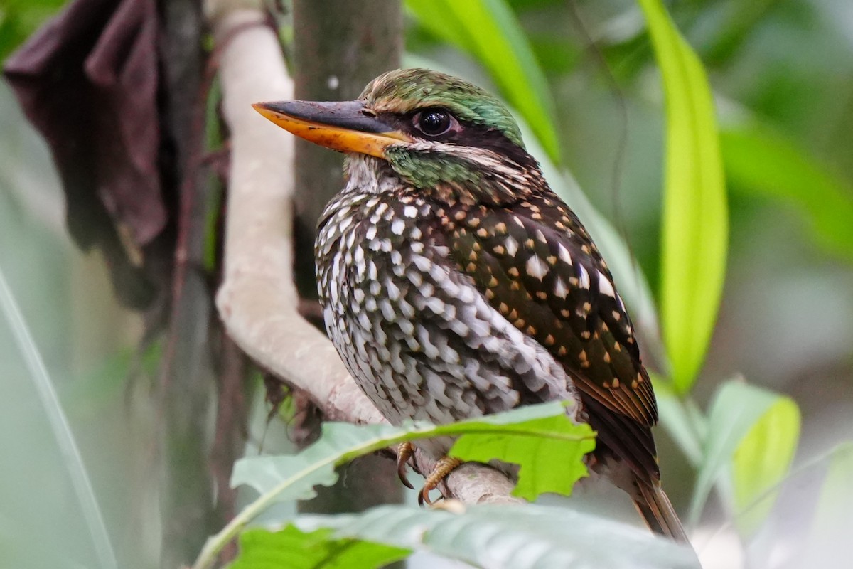 Spotted Kingfisher - ML628980967