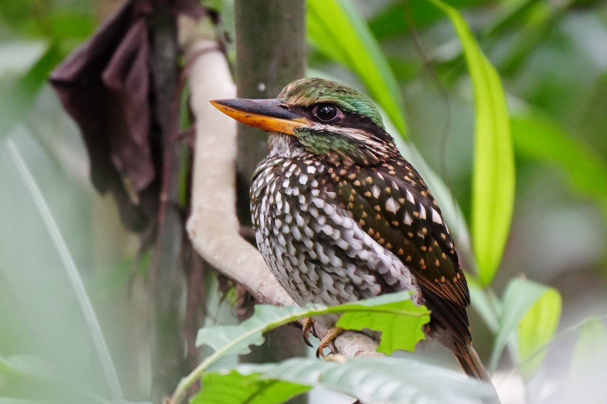 Spotted Kingfisher - ML628980968