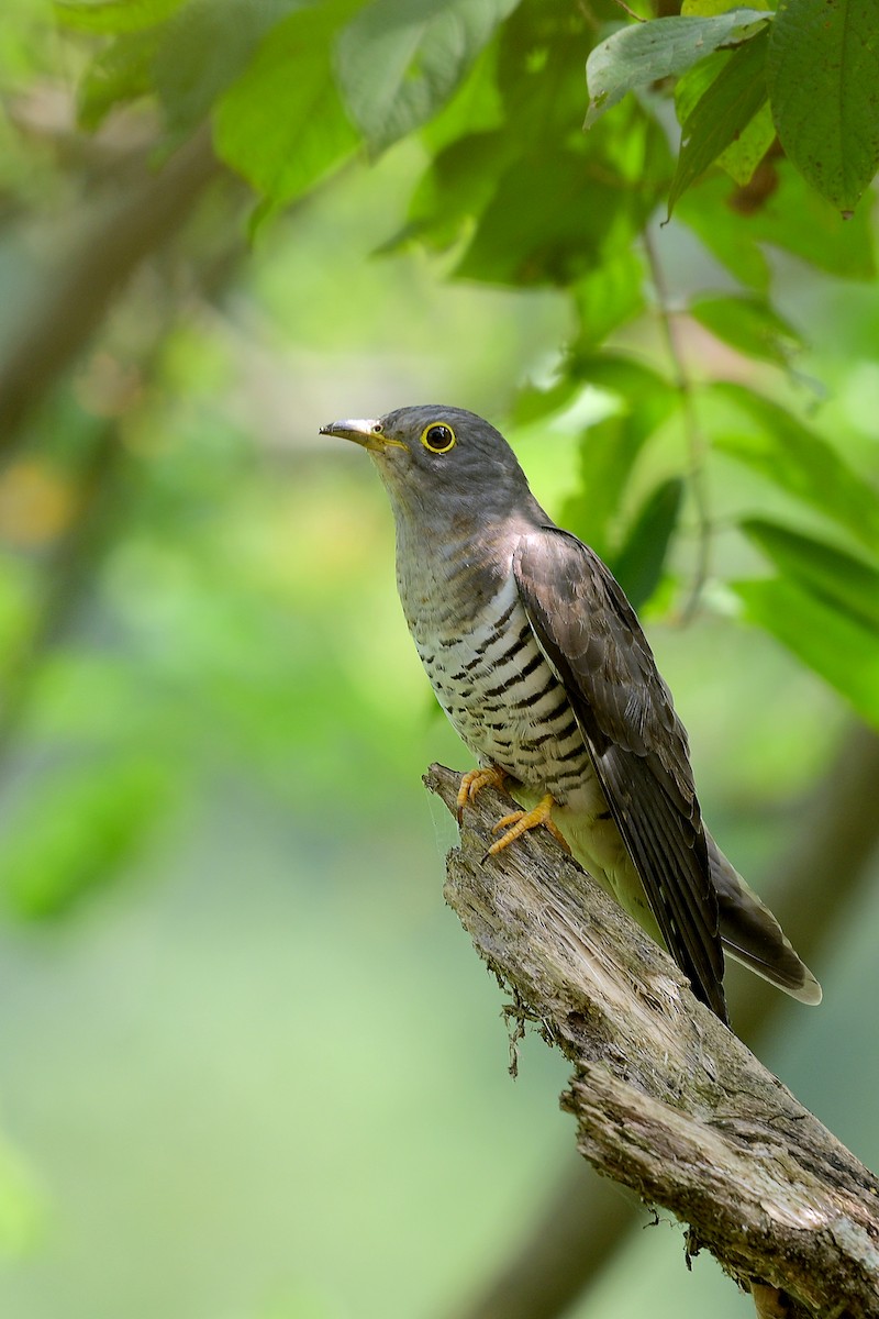 Kuckuck - ML628981135