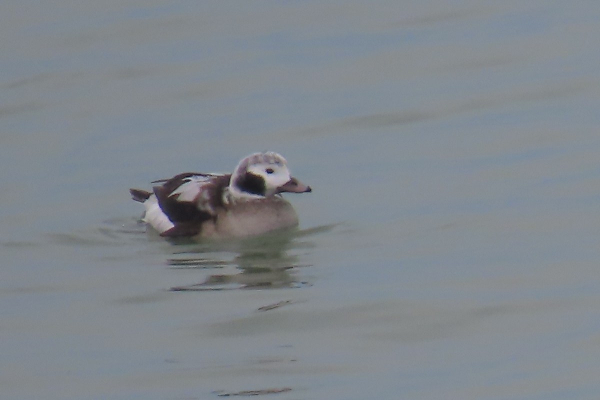 Long-tailed Duck - ML628981236
