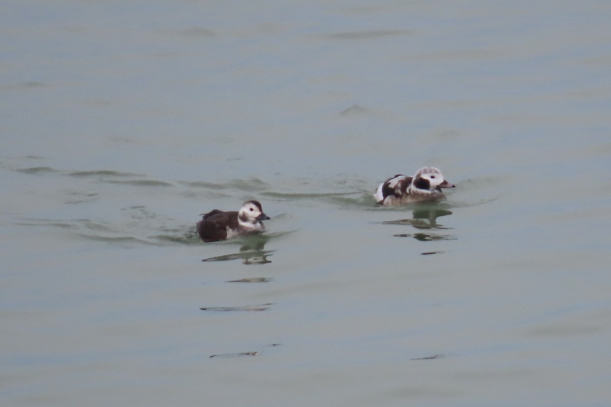 Long-tailed Duck - ML628981237