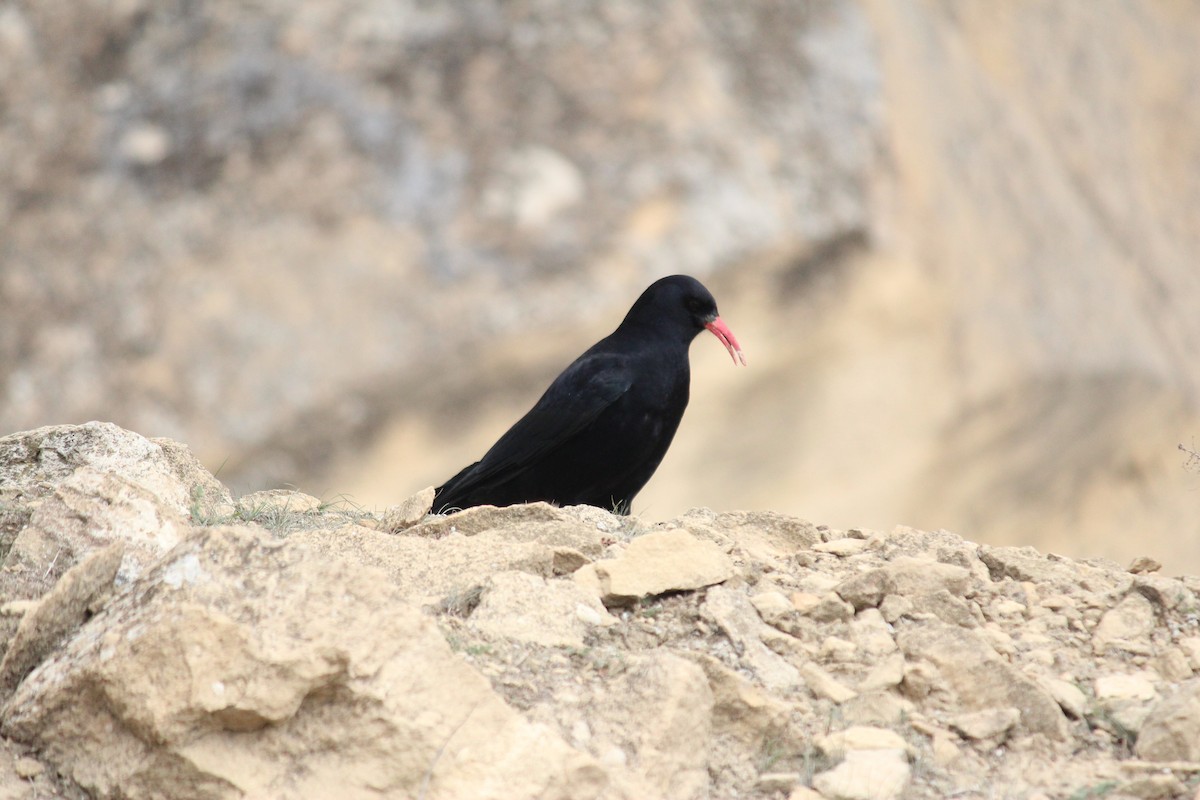 Red-billed Chough - ML628981411