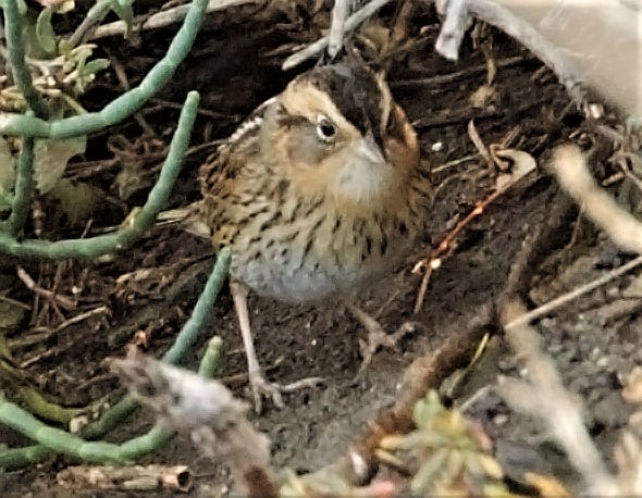 Nelson's Sparrow - ML628981432