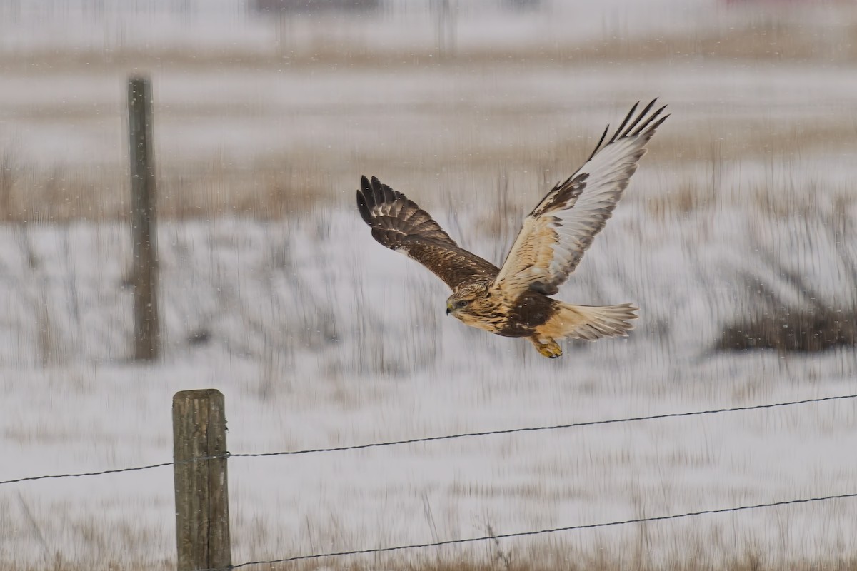 Rough-legged Hawk - ML628981458