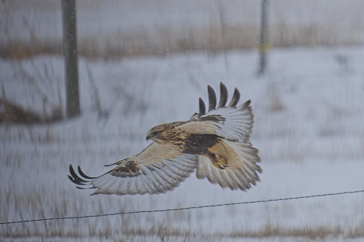 Rough-legged Hawk - ML628981481