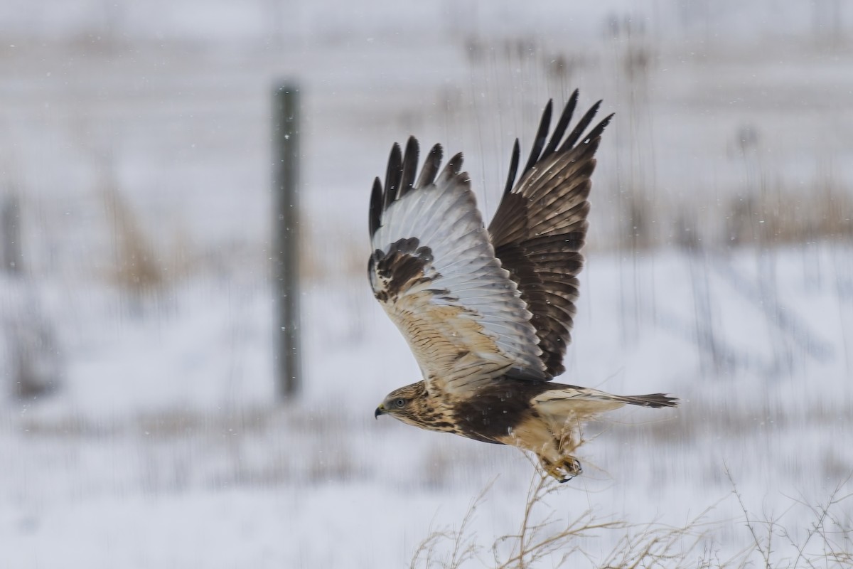 Rough-legged Hawk - ML628981482