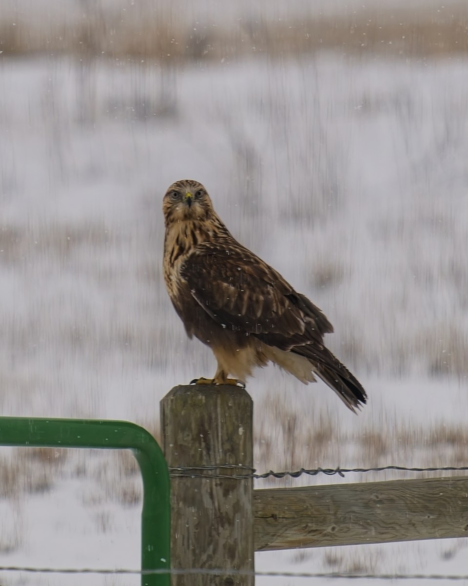 Rough-legged Hawk - ML628981487