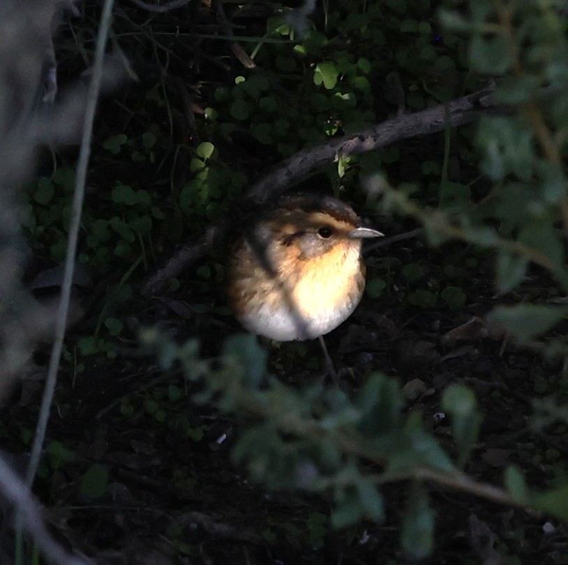 Nelson's Sparrow - ML628981525