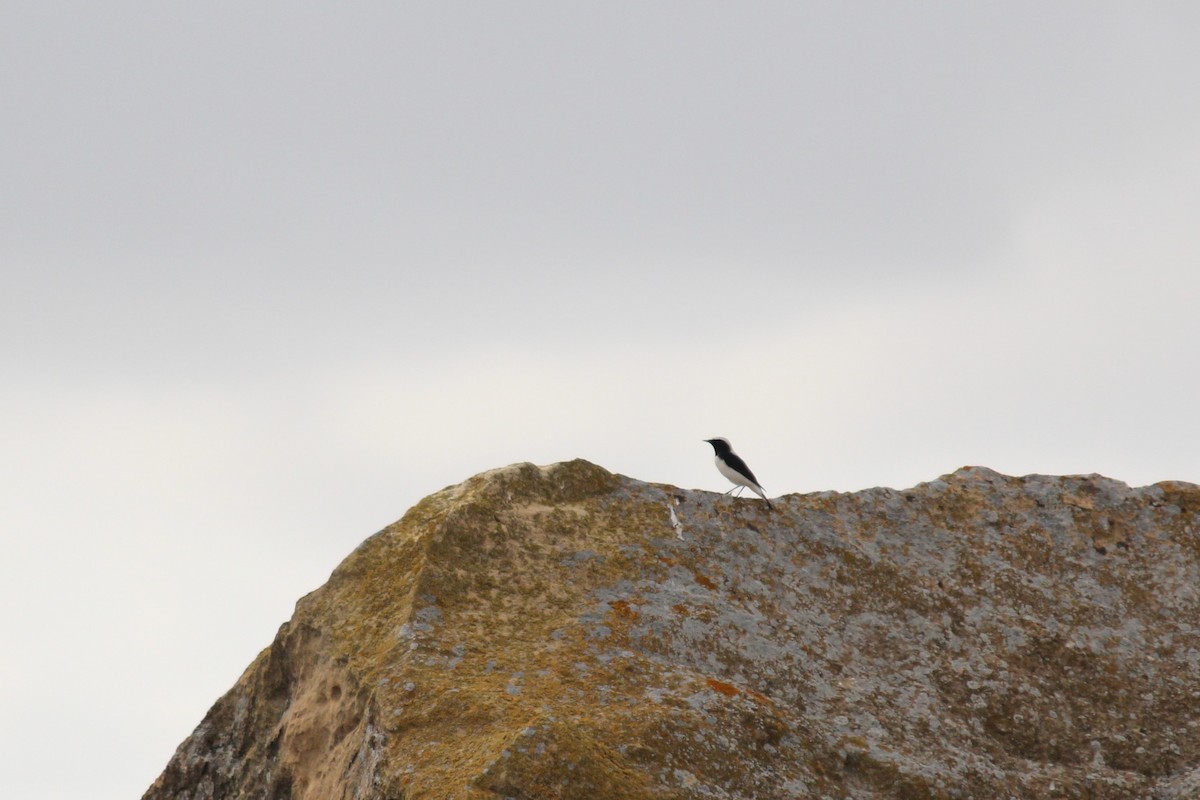 Finsch's Wheatear - ML628981561