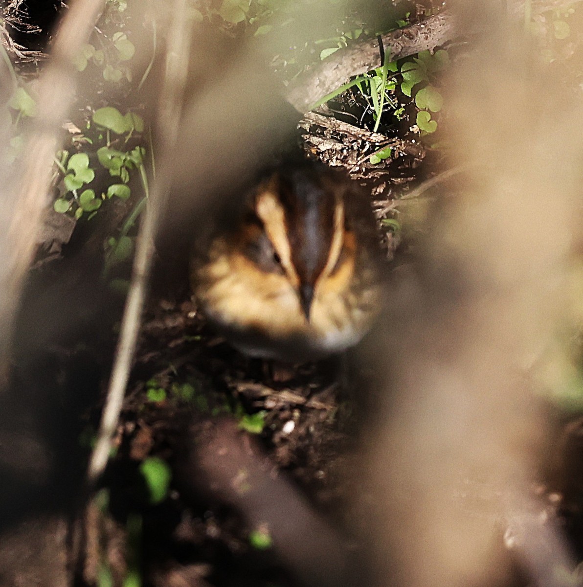 Nelson's Sparrow - ML628981601