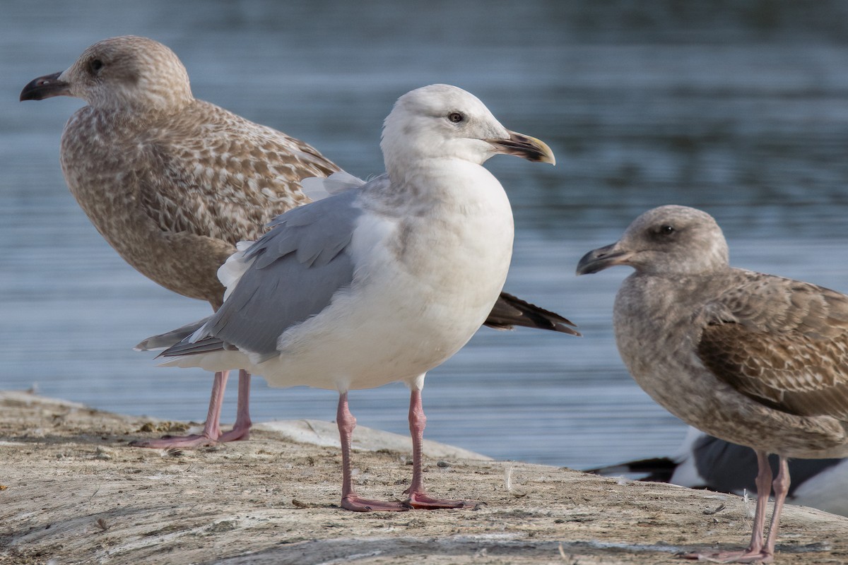 Glaucous-winged Gull - ML628981636