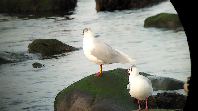 Mediterranean Gull - ML628981697