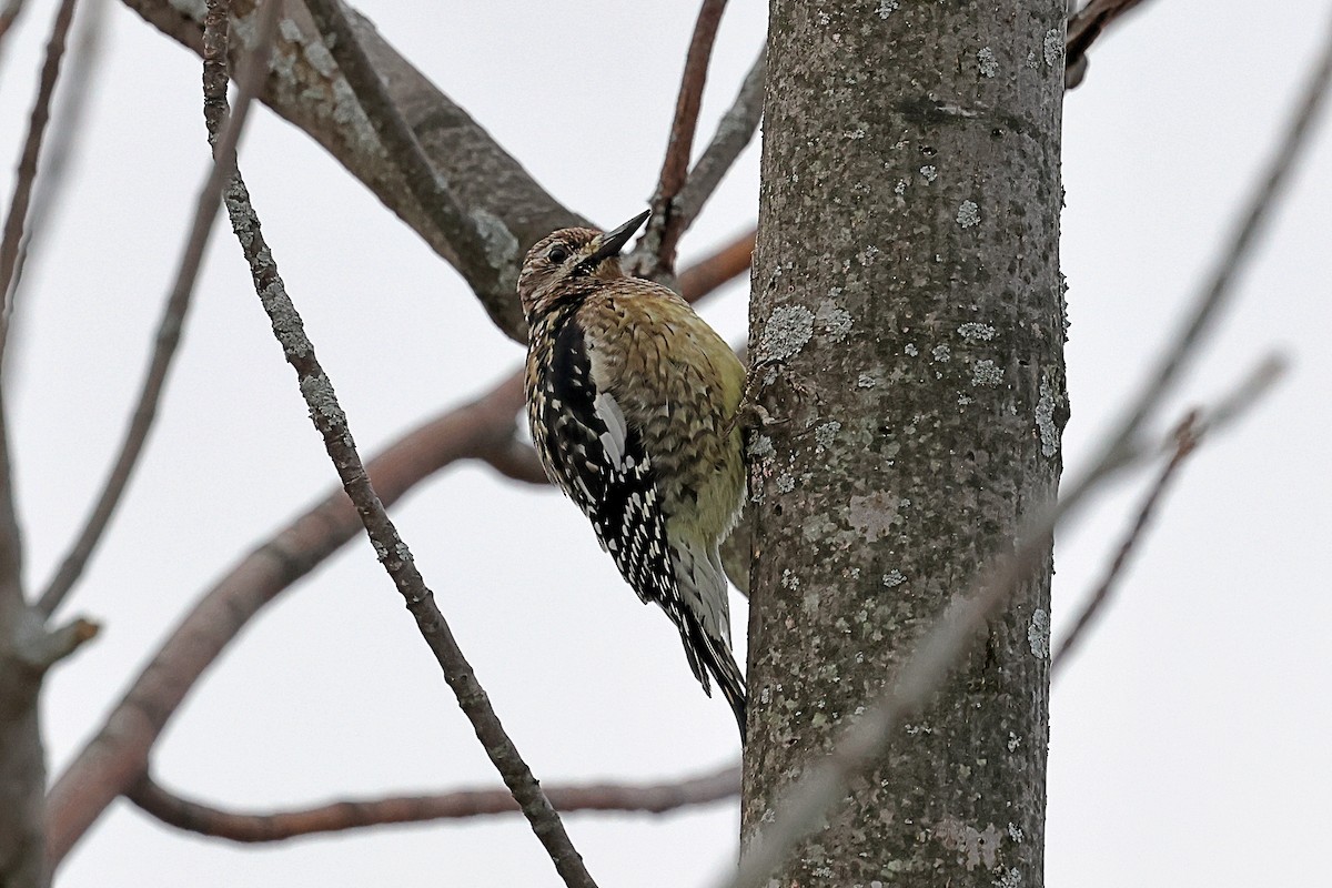 Yellow-bellied Sapsucker - ML628981758