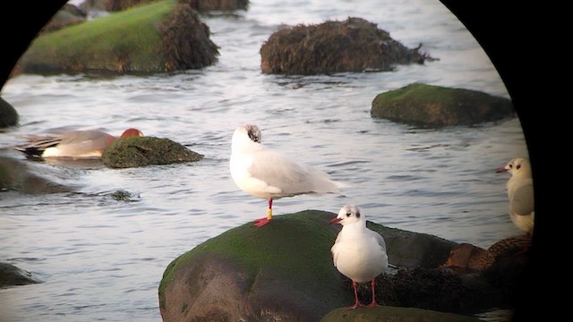 Mediterranean Gull - ML628981777