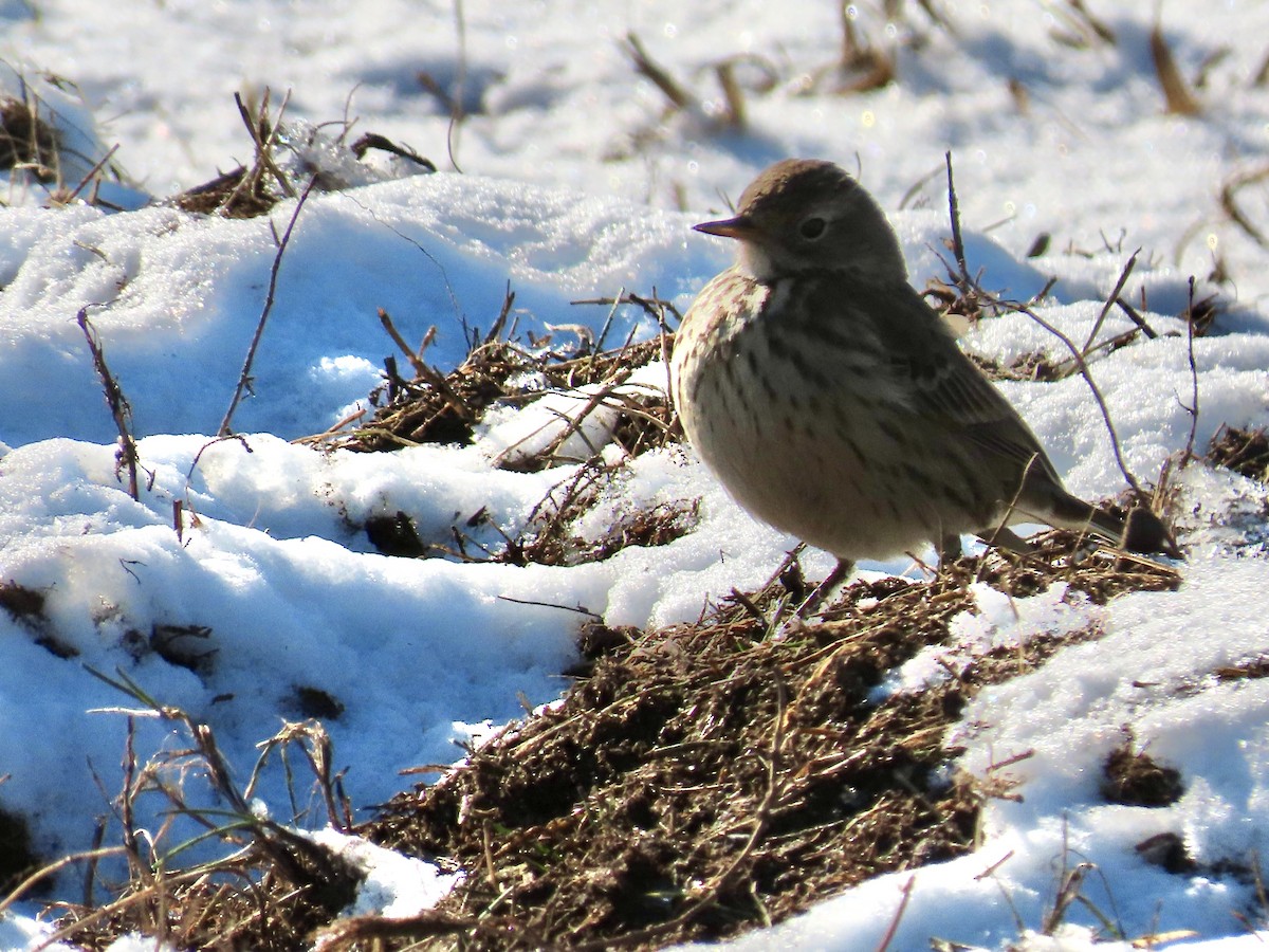 American Pipit - ML628981859