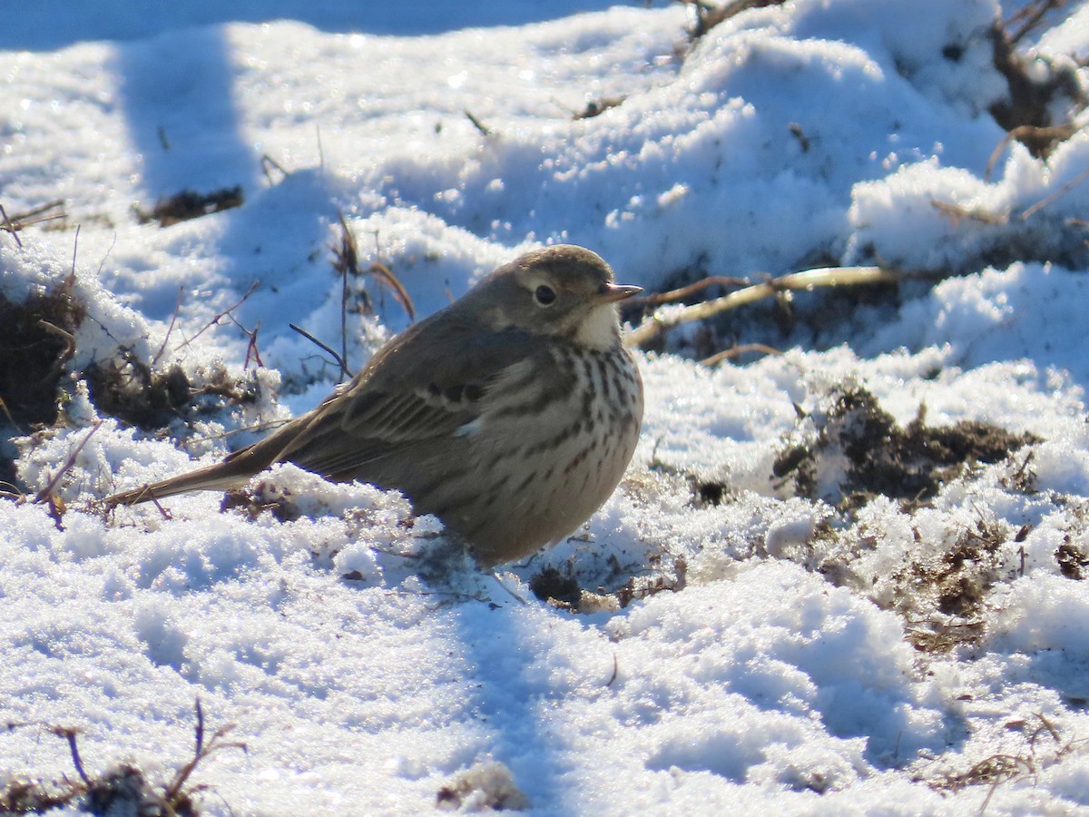 American Pipit - ML628981860