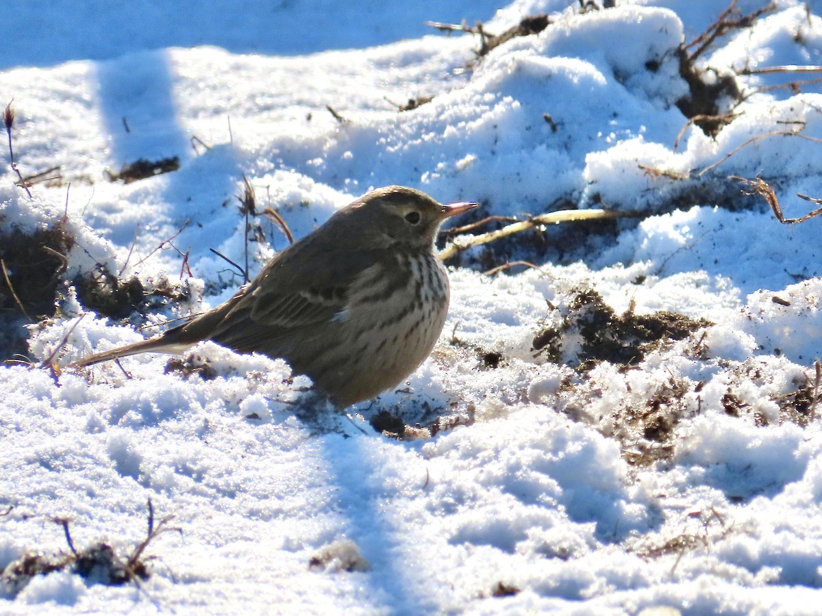 American Pipit - ML628981861