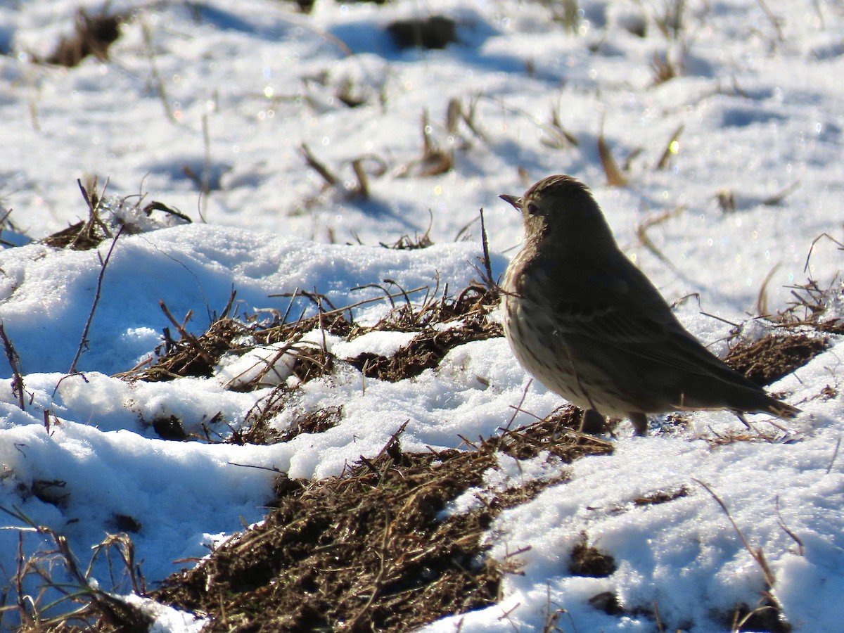 American Pipit - ML628981862
