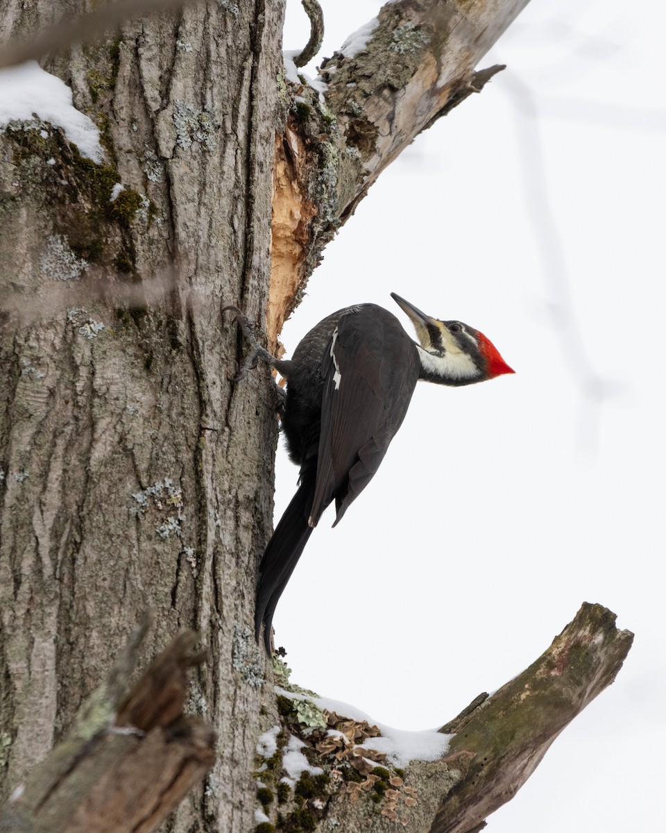 Pileated Woodpecker - ML628981882