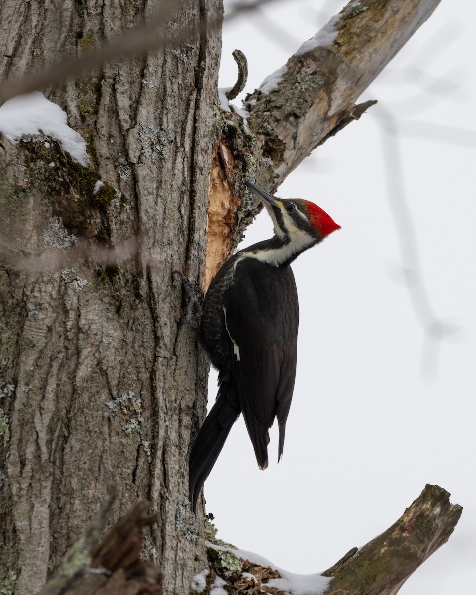 Pileated Woodpecker - ML628981883