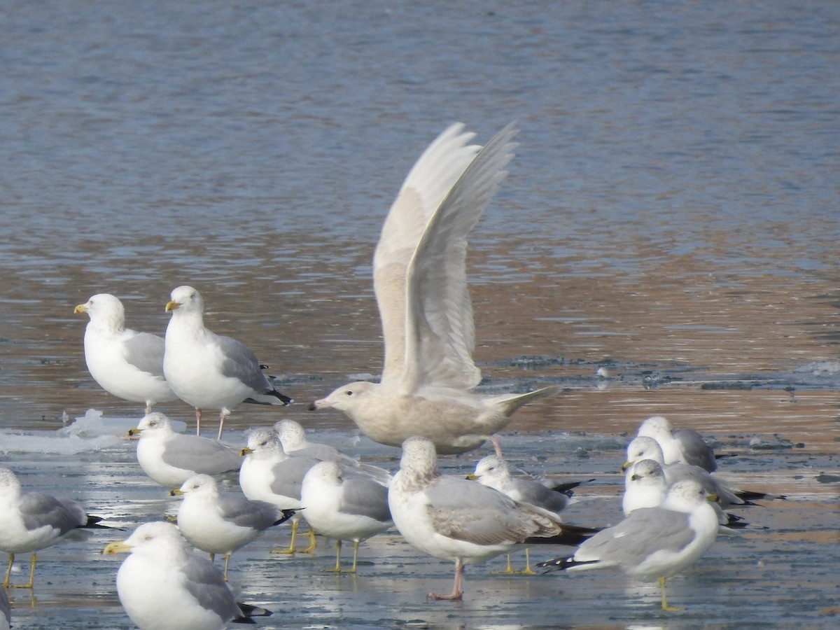 Glaucous Gull - ML628982031